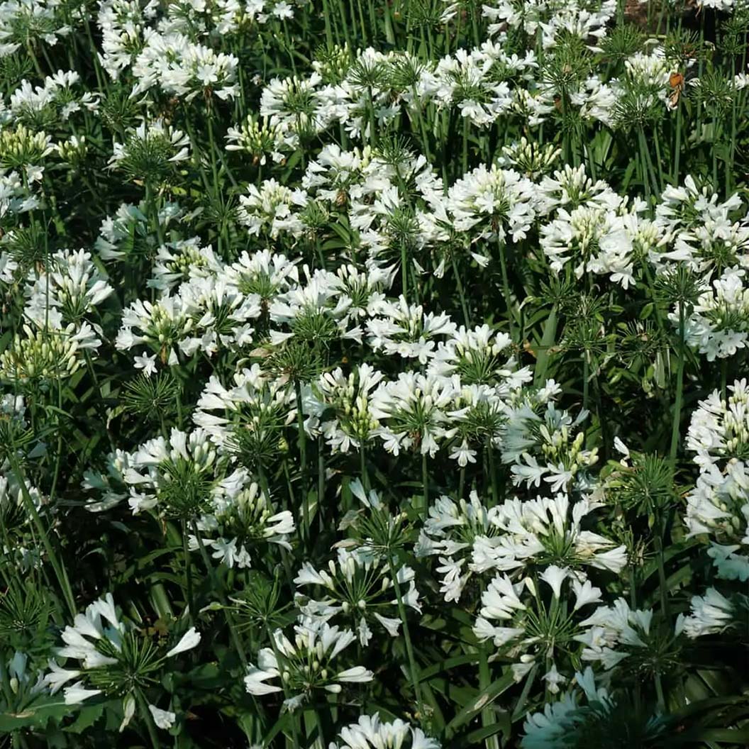 Ever White™ Agapanthus Plant - Image 3