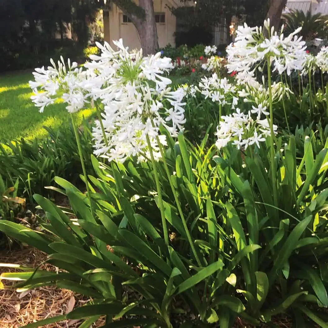 Ever White™ Agapanthus Plant - Image 4