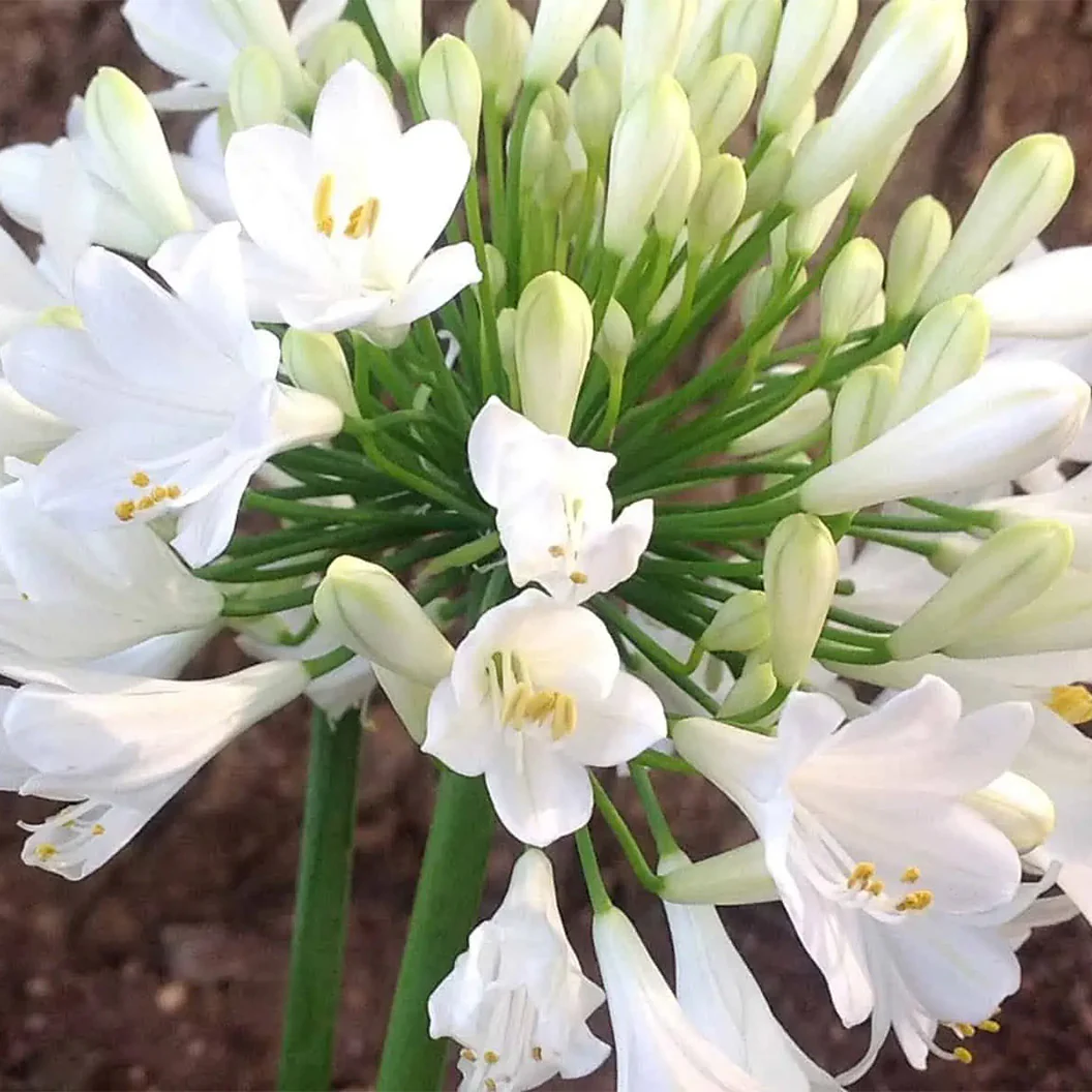 Ever White™ Agapanthus Plant - Image 5