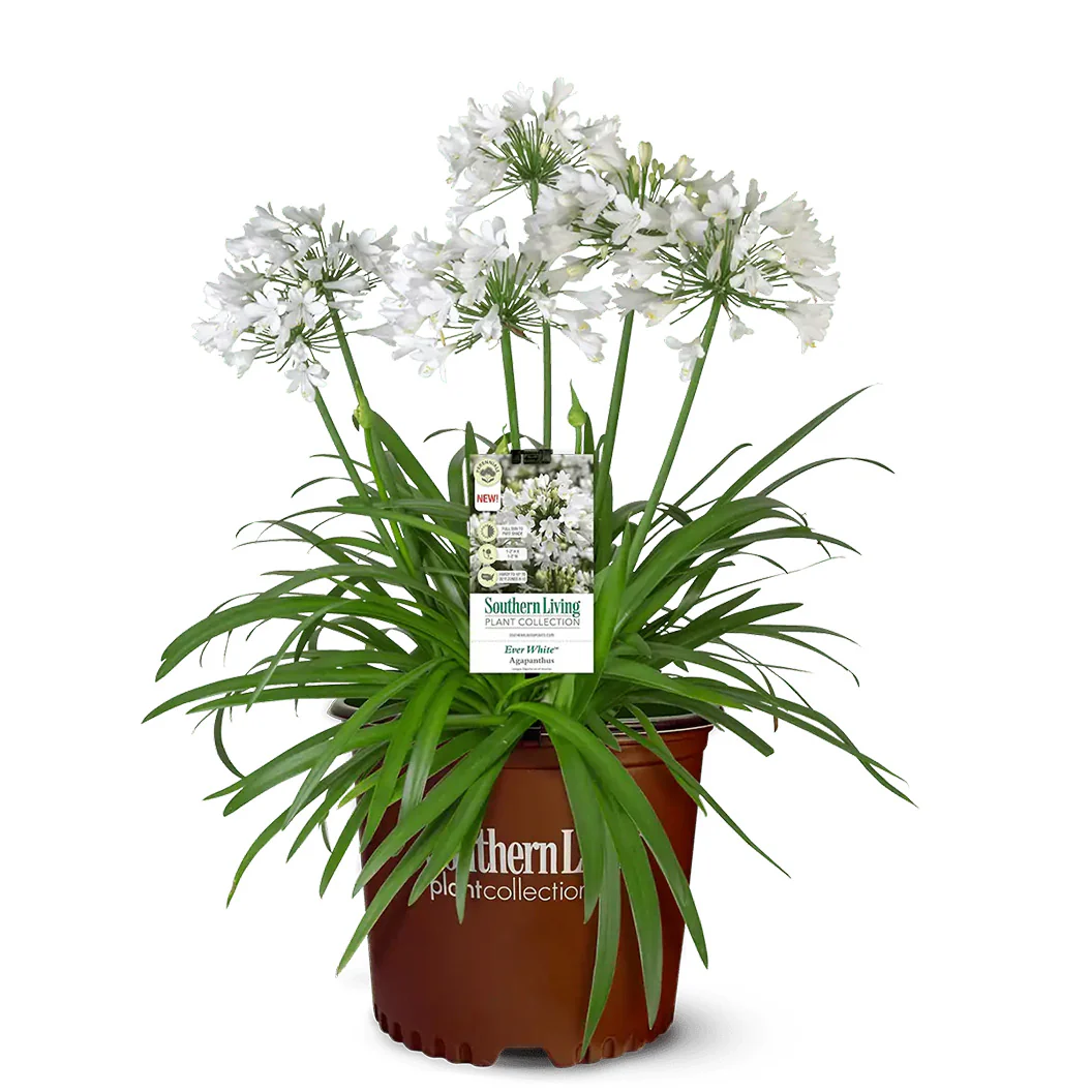 Ever White™ Agapanthus Plant - Image 6