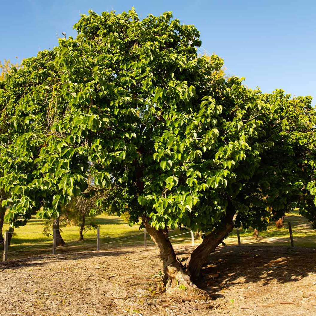 Everbearing Mulberry Bush - Image 3