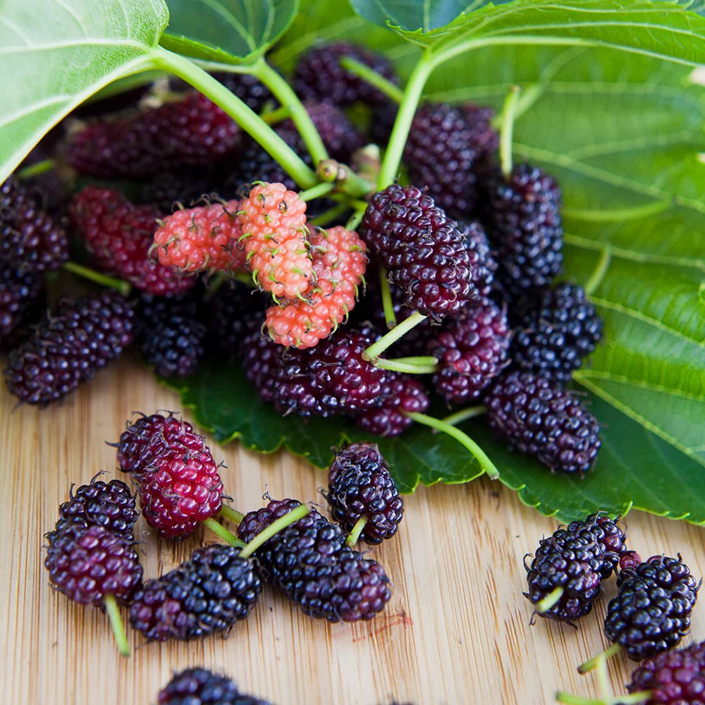 Everbearing Mulberry Bush - Image 4
