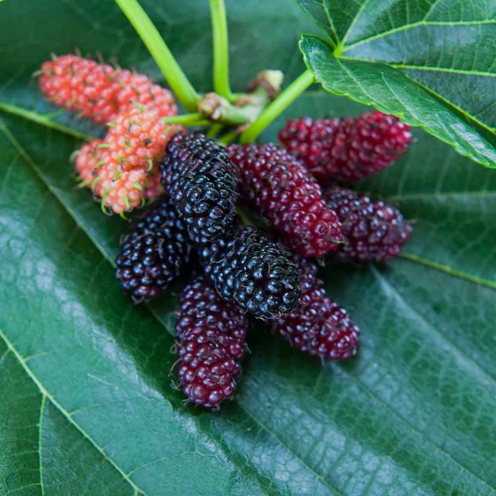 Everbearing Mulberry Bush - Image 5