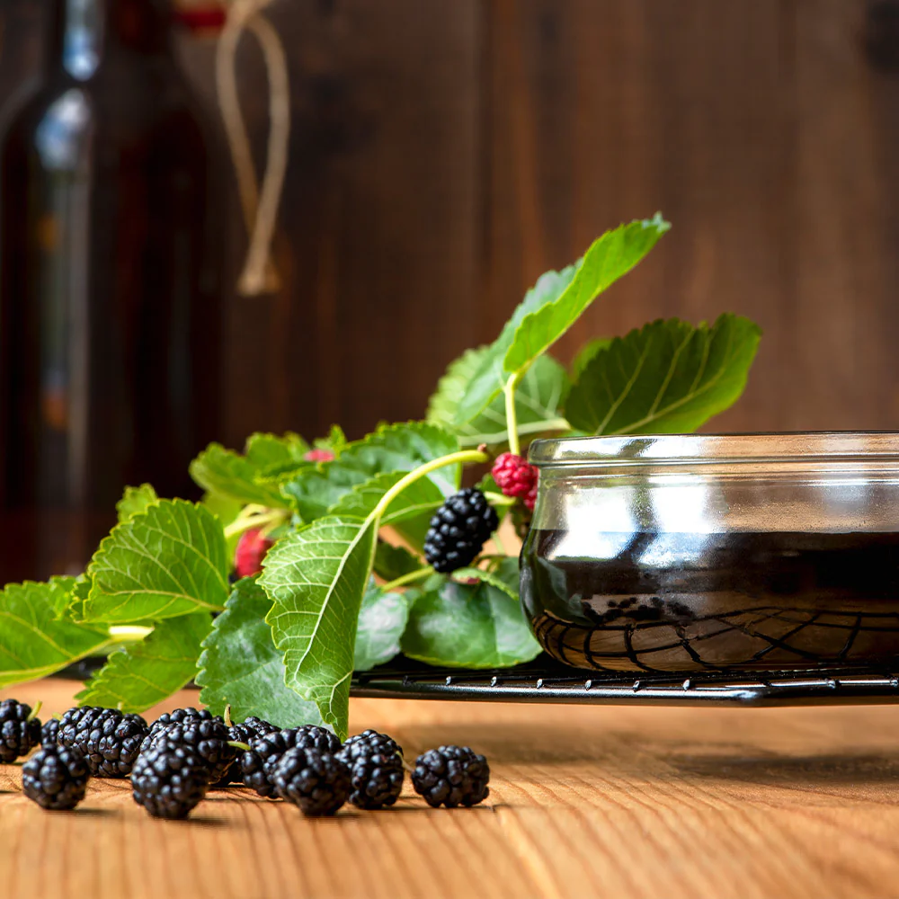 Everbearing Mulberry Bush - Image 6