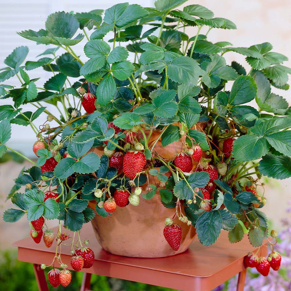 Everbearing Strawberry Bush - USDA Organic - Image 2