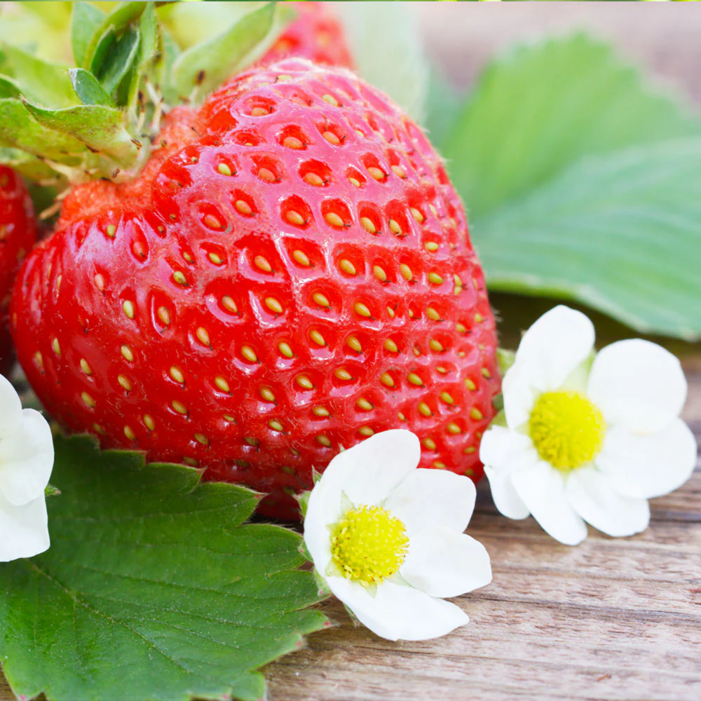 Everbearing Strawberry Bush - USDA Organic - Image 3