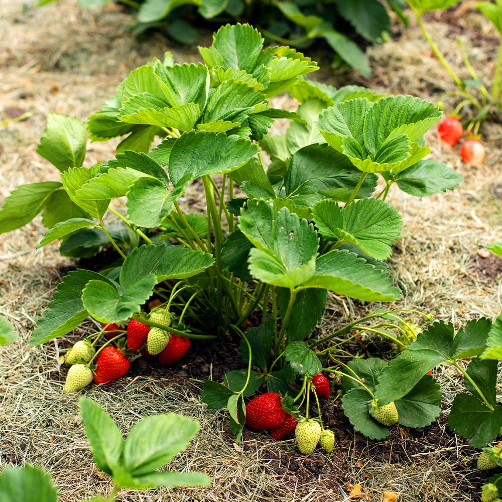 Everbearing Strawberry Bush - USDA Organic - Image 4
