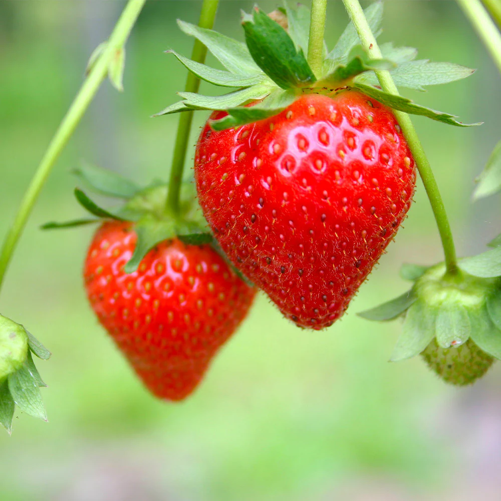 Everbearing Strawberry Bush - USDA Organic - Image 5