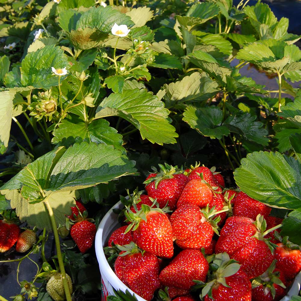 Everbearing Strawberry Bush - USDA Organic - Image 6
