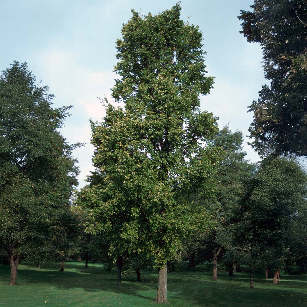 Everclear® Lacebark Elm Tree - Image 2