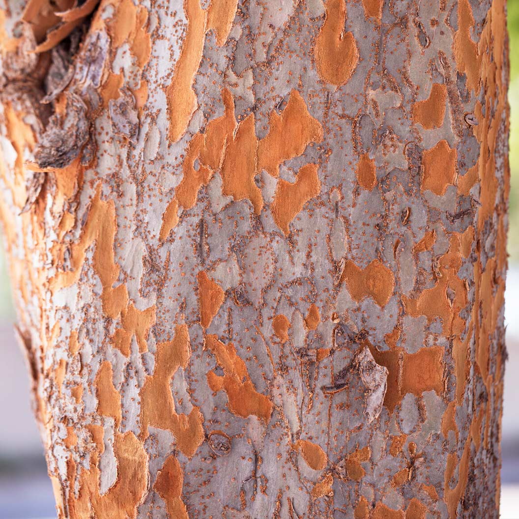 Everclear® Lacebark Elm Tree - Image 3
