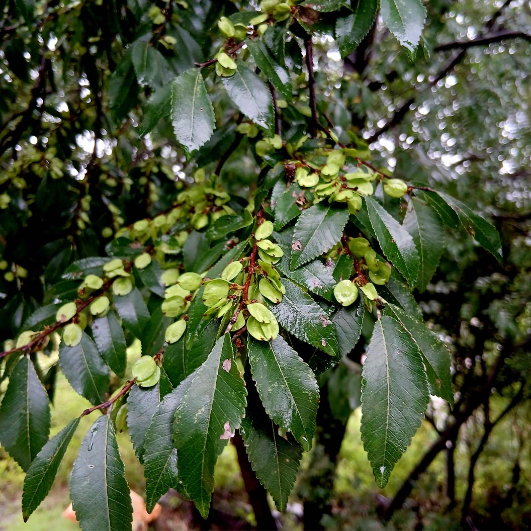 Everclear® Lacebark Elm Tree - Image 4