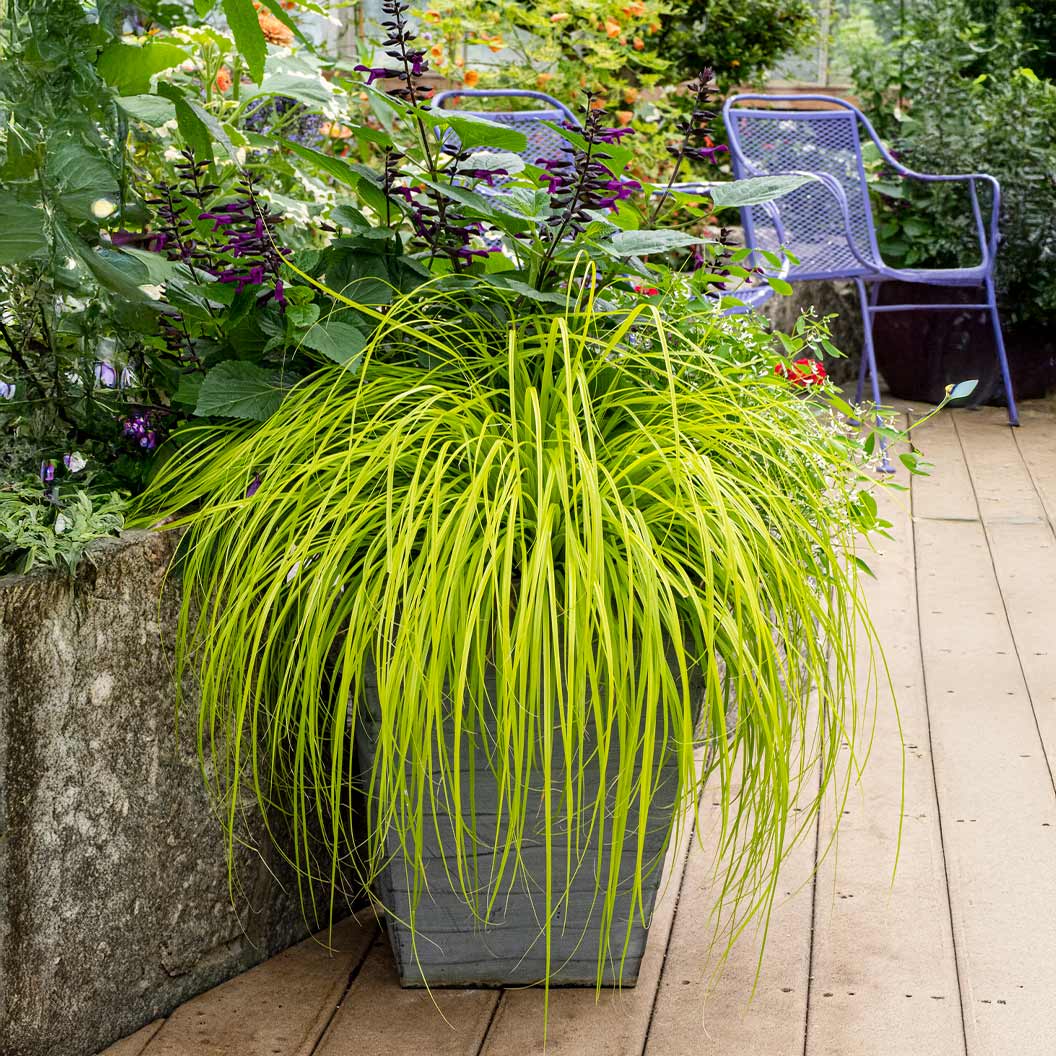 EverColor® Everillo Carex Sedge - Image 2