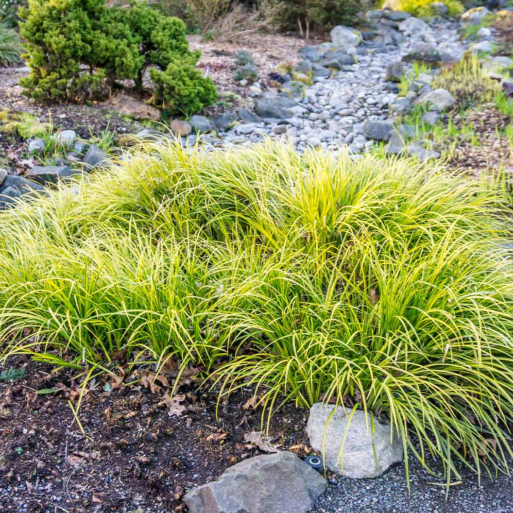 EverColor® Everillo Carex Sedge - Image 3