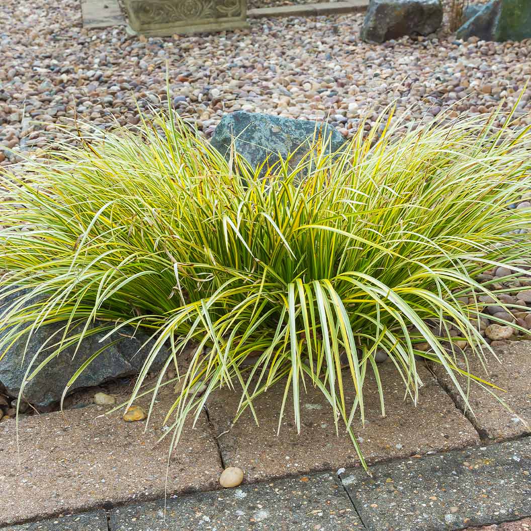 EverColor® Everillo Carex Sedge - Image 4