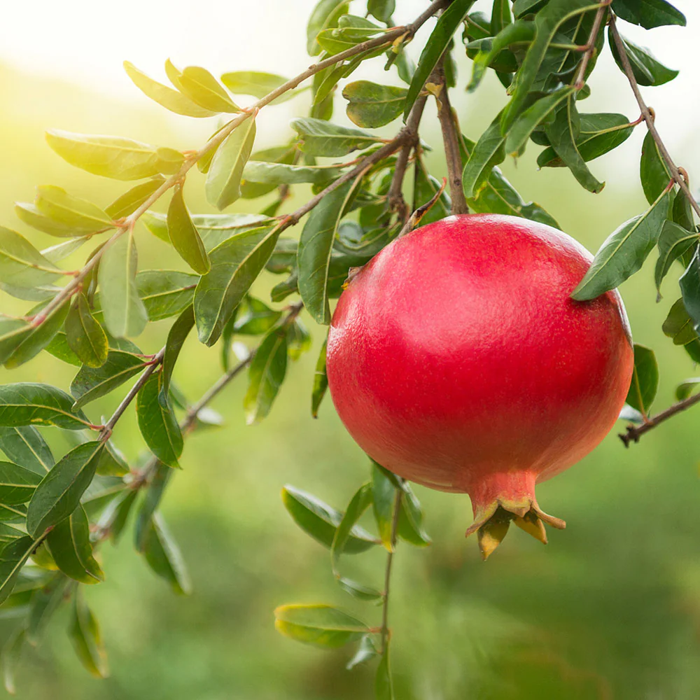 Eversweet Pomegranate Tree - Image 2