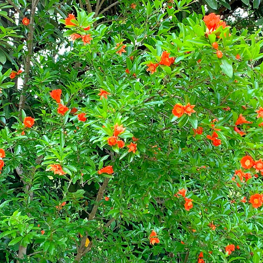 Eversweet Pomegranate Tree - Image 3