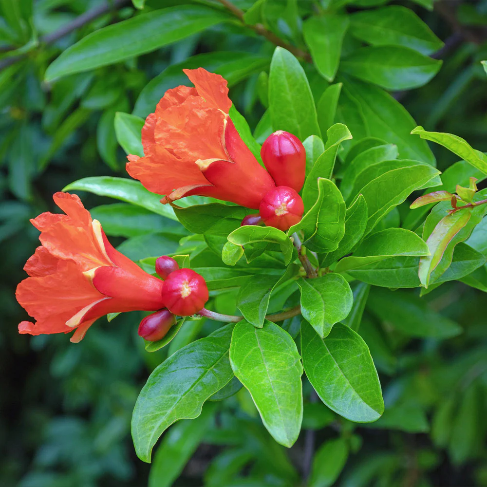 Eversweet Pomegranate Tree - Image 4