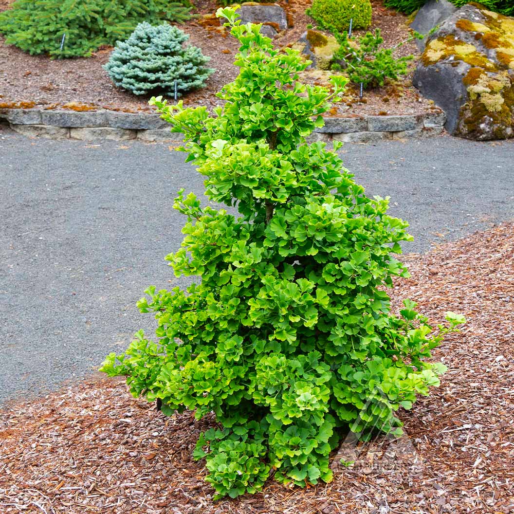Everton Broom Ginkgo Tree - Image 2