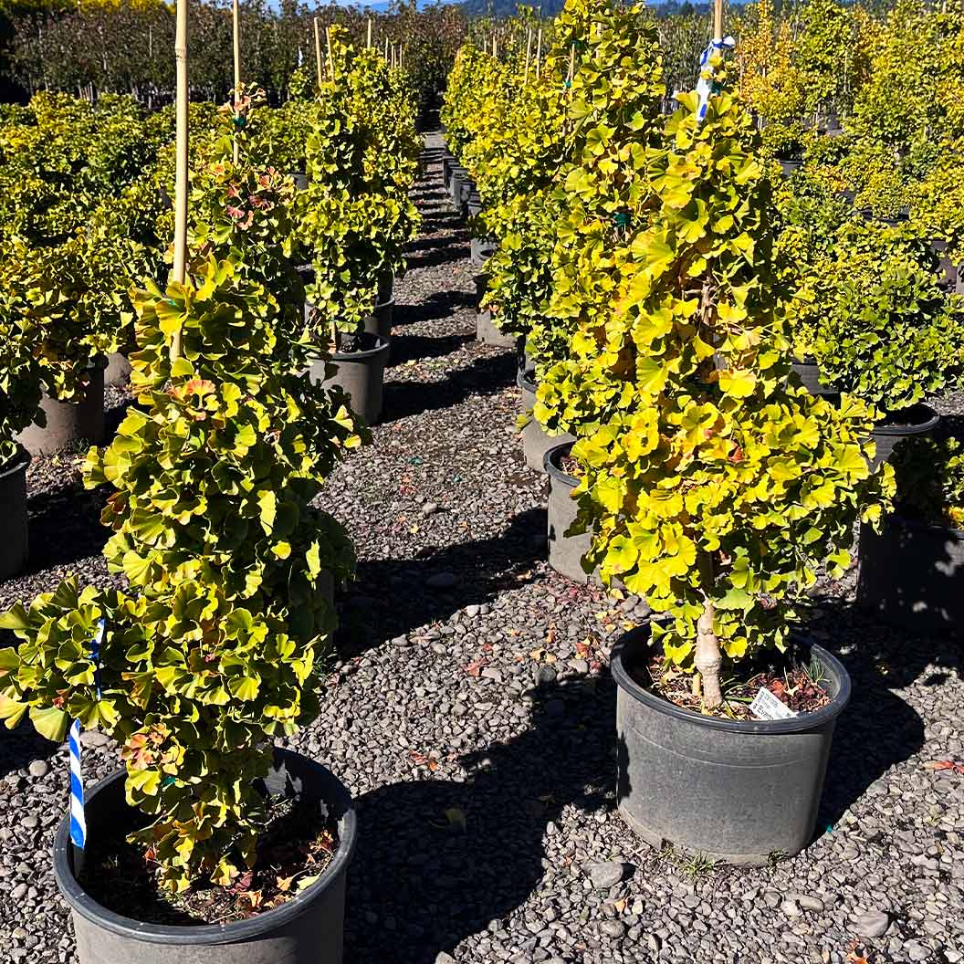 Everton Broom Ginkgo Tree - Image 3