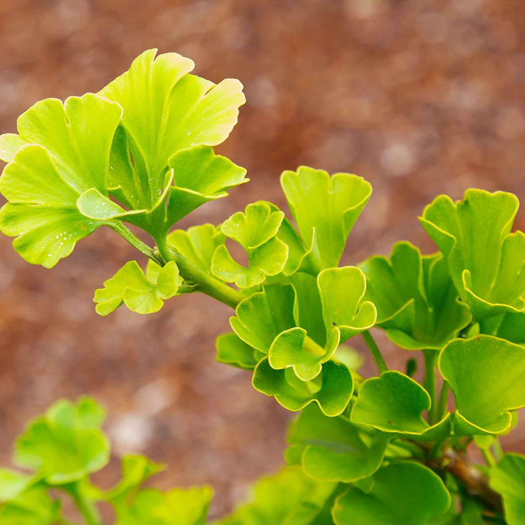 Everton Broom Ginkgo Tree - Image 4