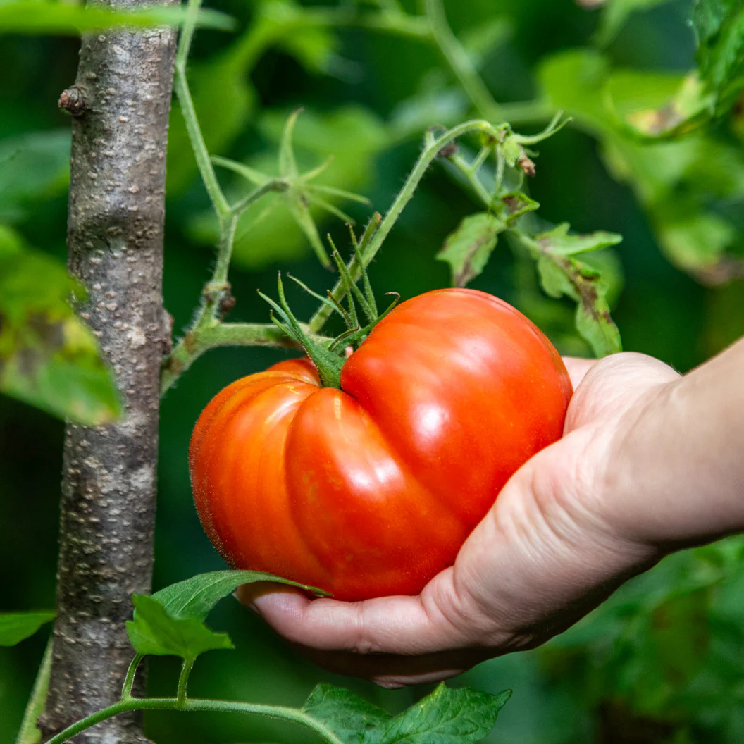 Everyday Harvest Organic Vegetable 4 Pack Plant - Image 3