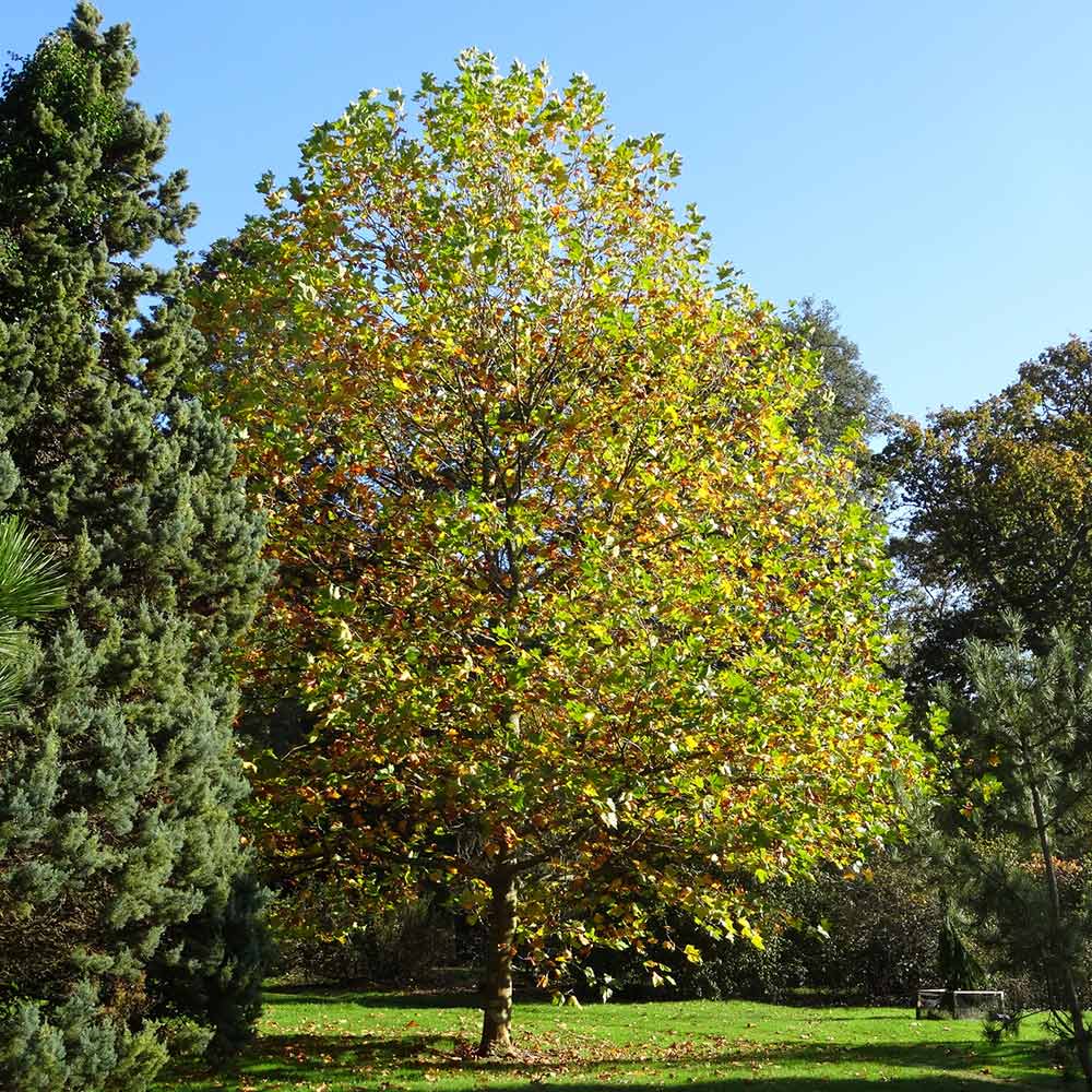EXCLAMATION!™ London Planetree - Image 2