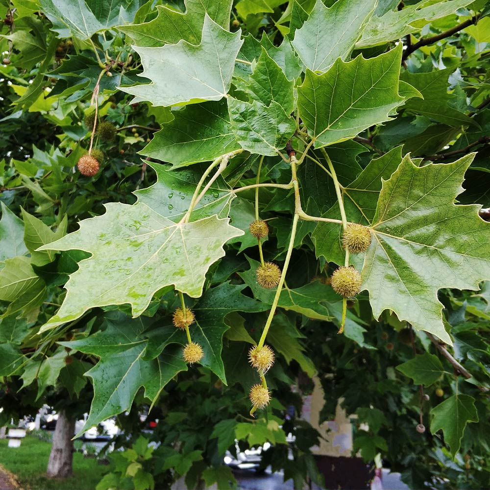 EXCLAMATION!™ London Planetree - Image 3