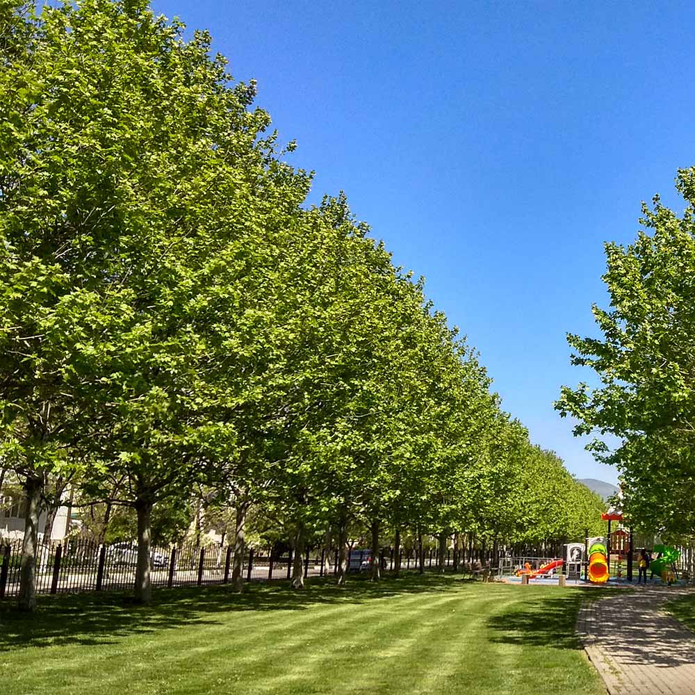 EXCLAMATION!™ London Planetree - Image 5