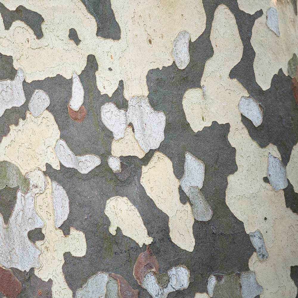 EXCLAMATION!™ London Planetree - Image 6
