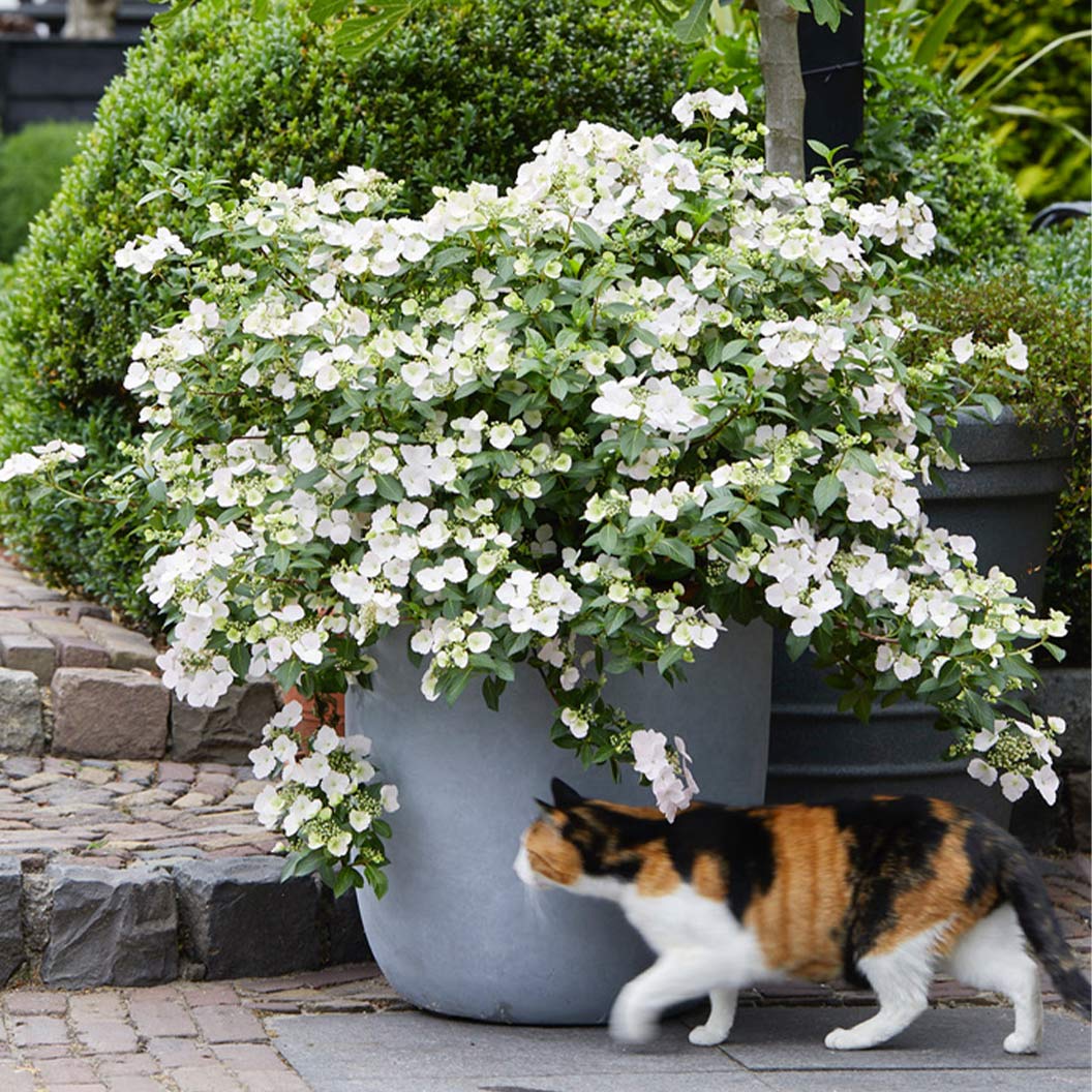 Proven Winners® Fairytrail Bride® Cascade Hydrangea - Image 2