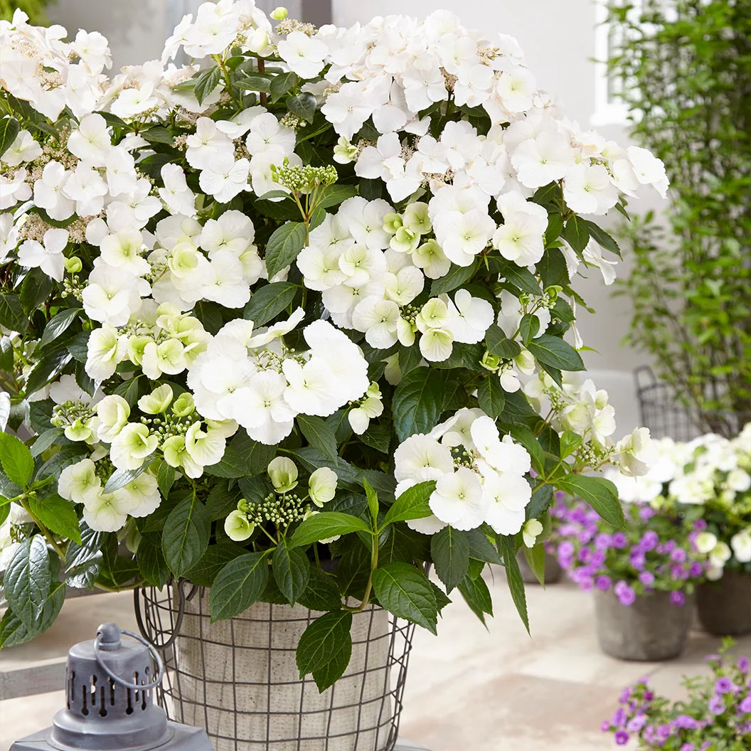 Proven Winners® Fairytrail Bride® Cascade Hydrangea - Image 3