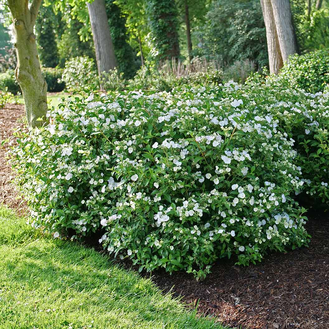 Proven Winners® Fairytrail Bride® Cascade Hydrangea - Image 4