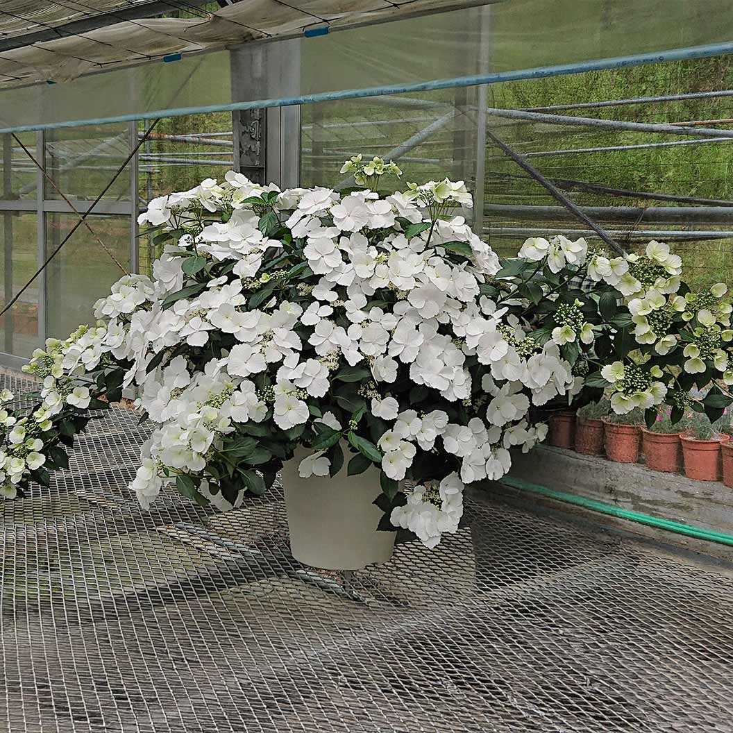 Proven Winners® Fairytrail Bride® Cascade Hydrangea - Image 5