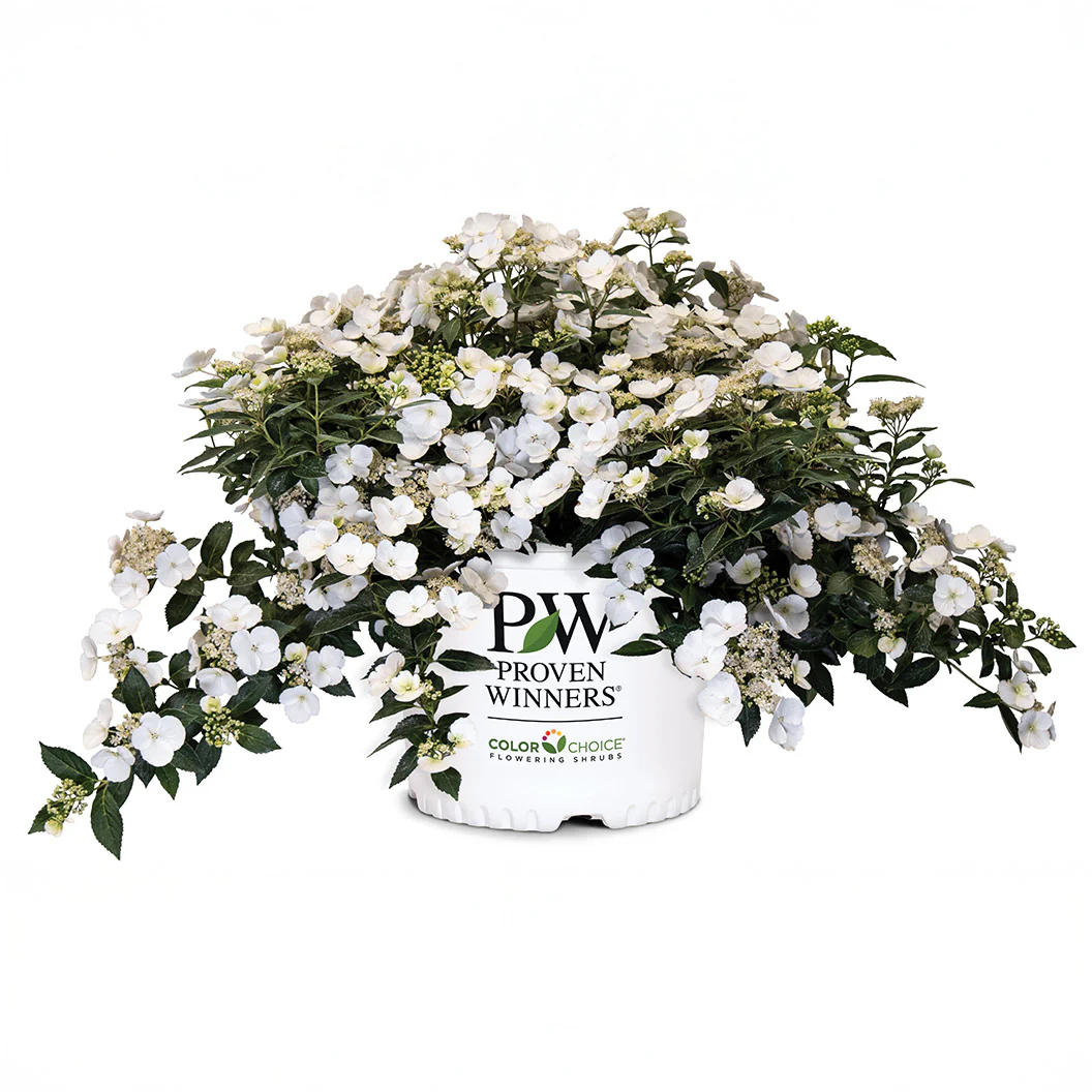 Proven Winners® Fairytrail Bride® Cascade Hydrangea - Image 6