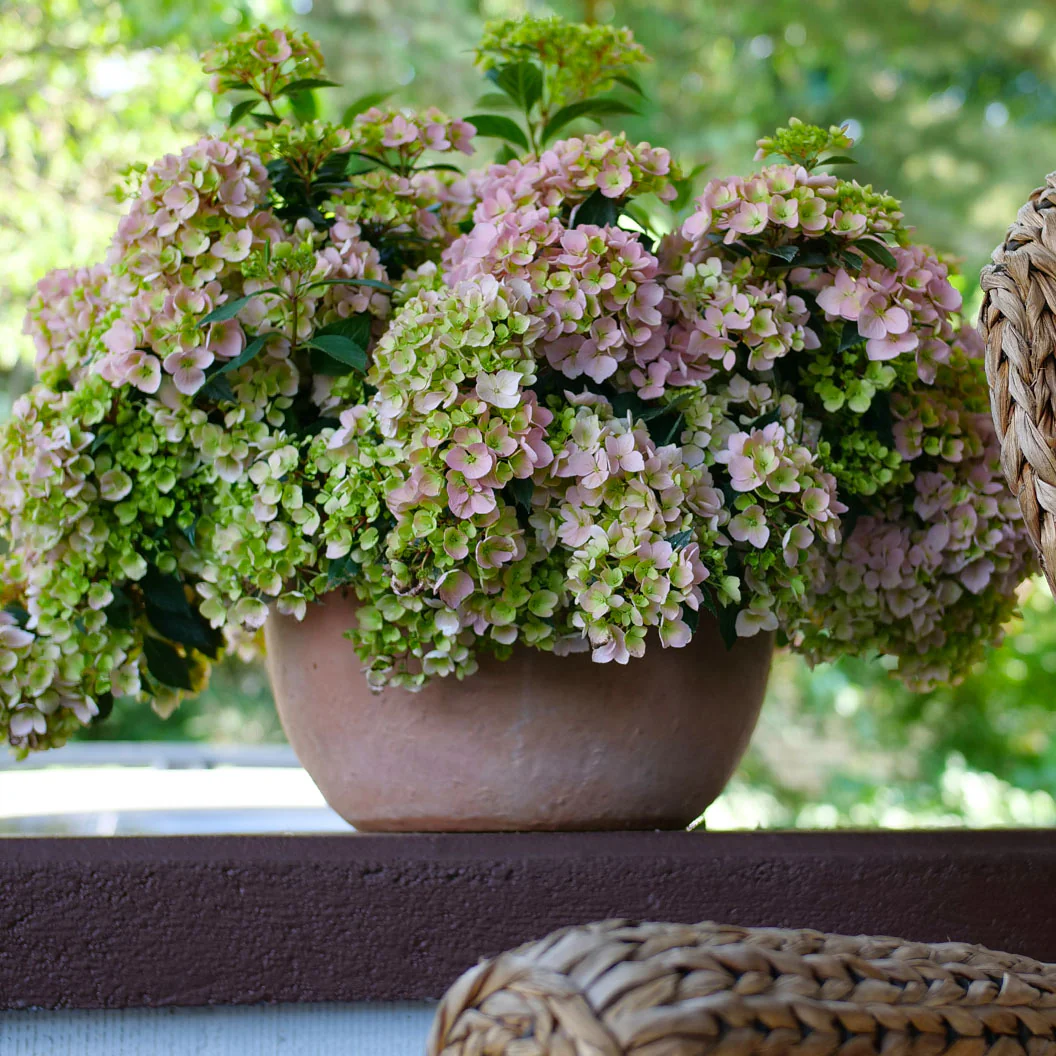 Proven Winners® Fairytrail Fresco™ Cascade Hydrangea - Image 3