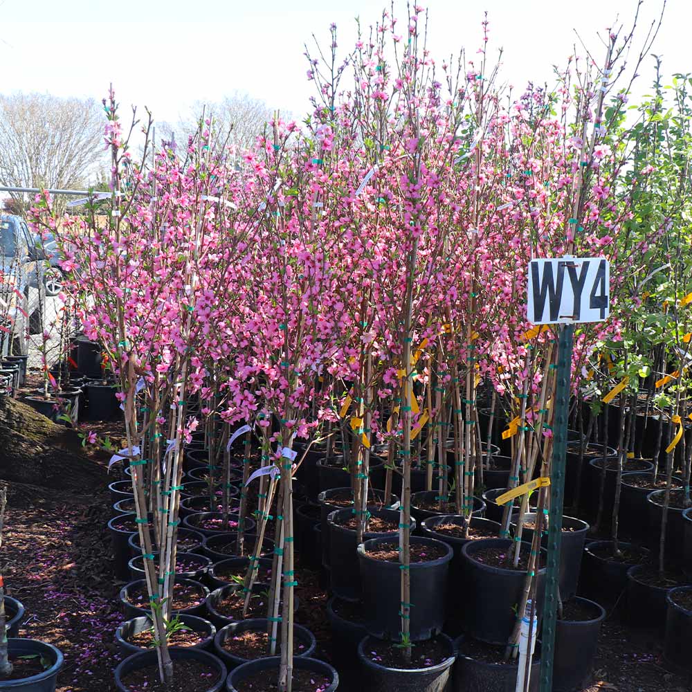 Fantasia Nectarine Tree - Image 5