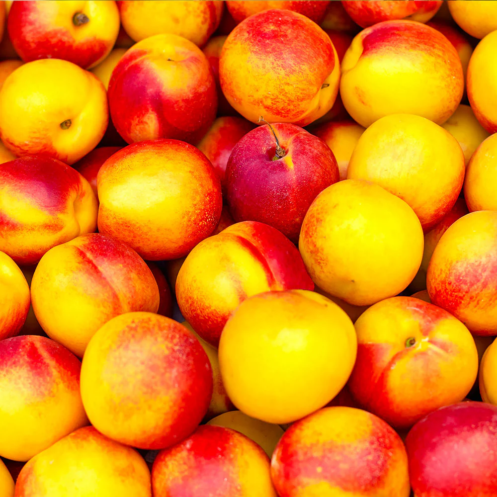 Fantasia Nectarine Tree - Image 3