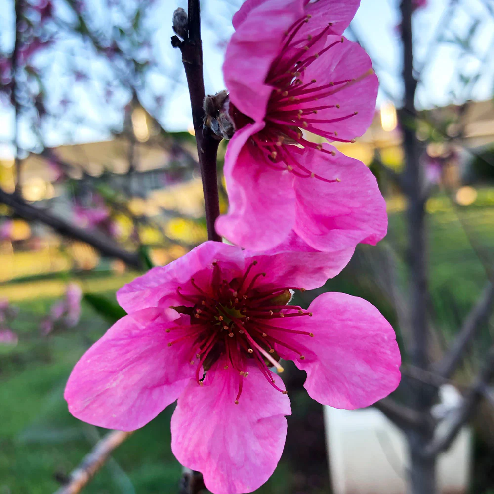 Fantasia Nectarine Tree - Image 4