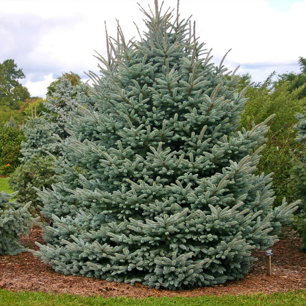 Fat Albert Colorado Blue Spruce Tree - Image 3