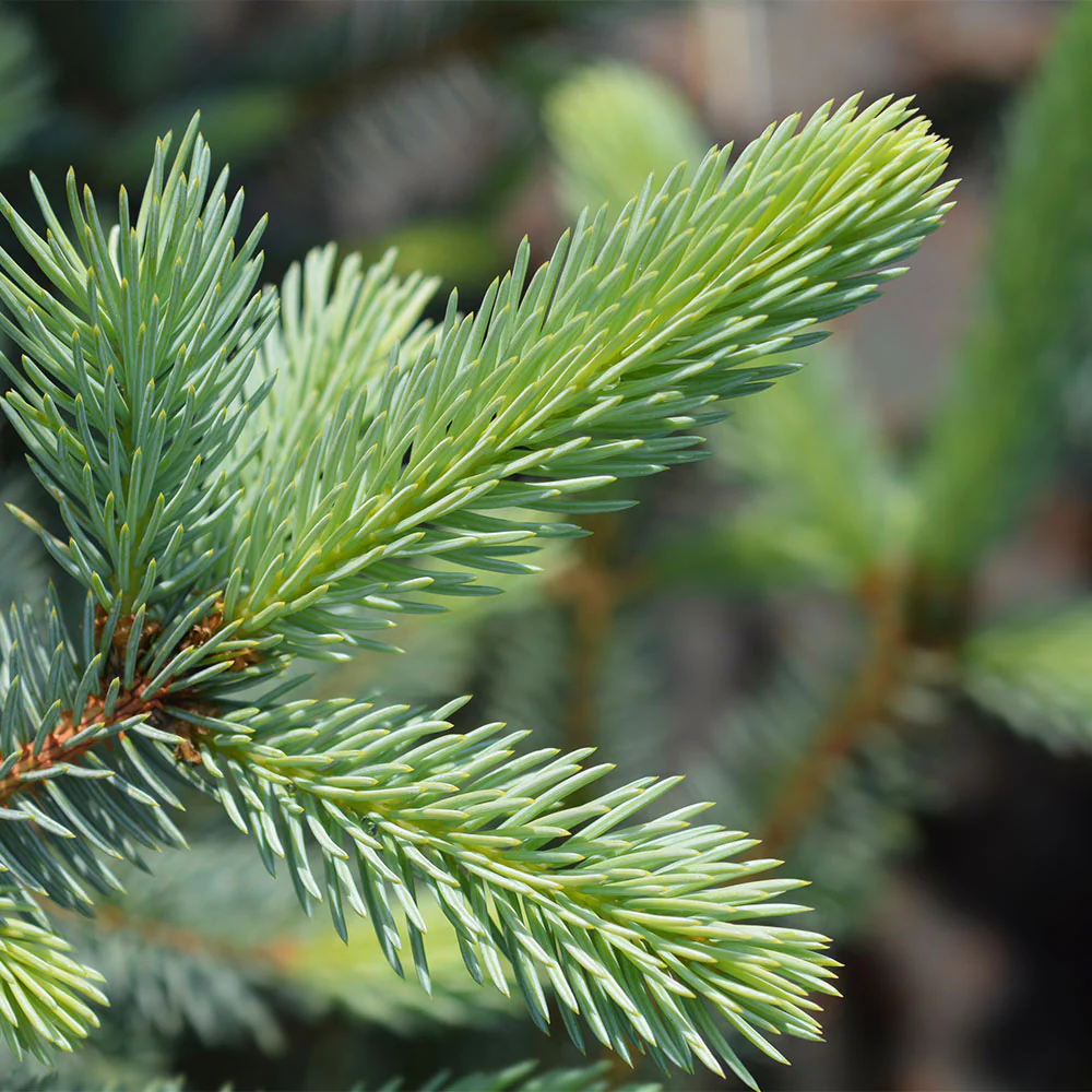 Fat Albert Colorado Blue Spruce Tree - Image 4