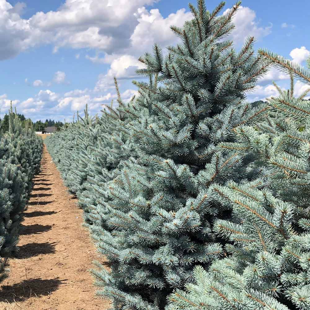 Fat Albert Colorado Blue Spruce Tree - Image 5