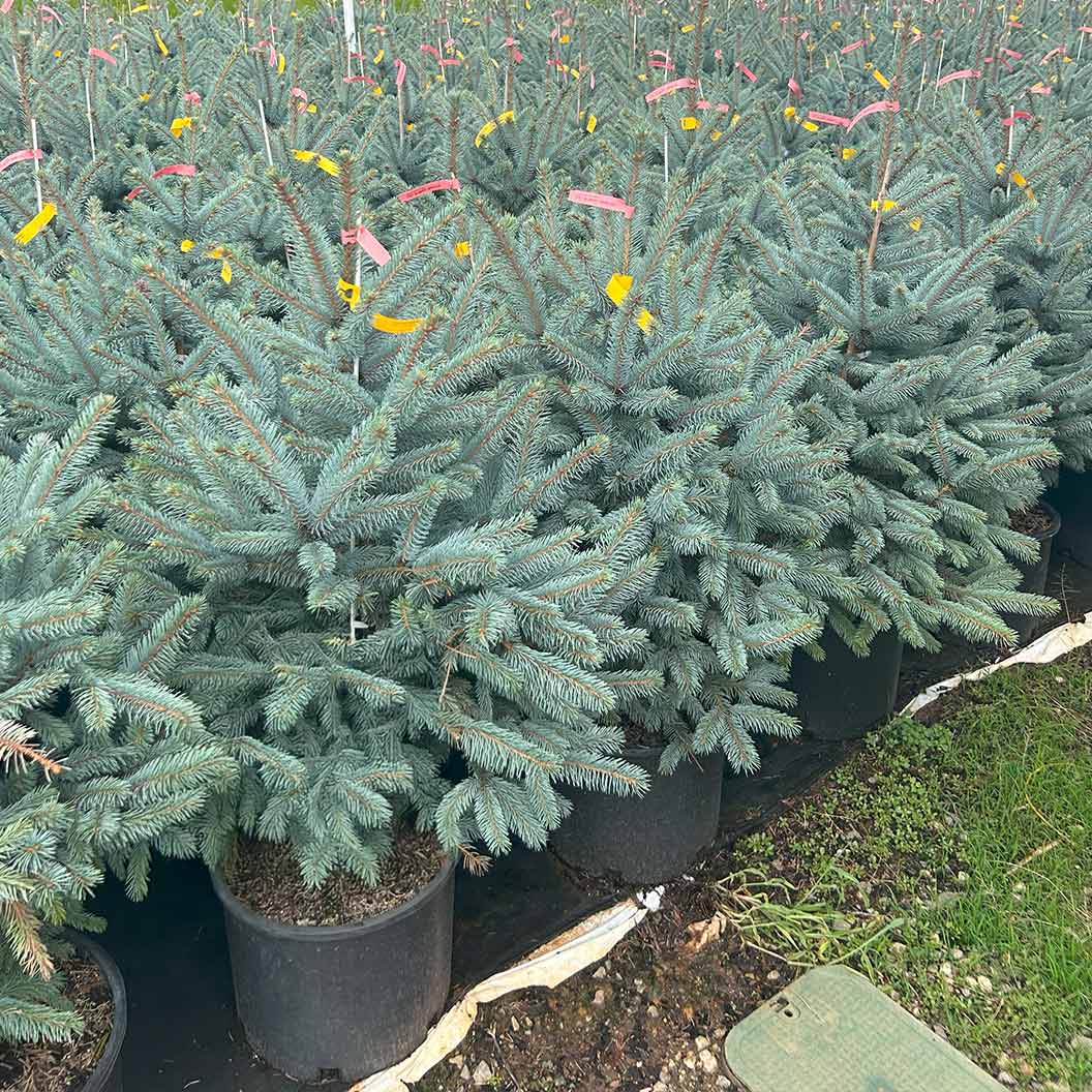 Fat Albert Colorado Blue Spruce Tree - Image 6