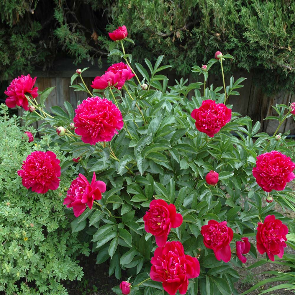 Felix Crousse Peony - Image 3