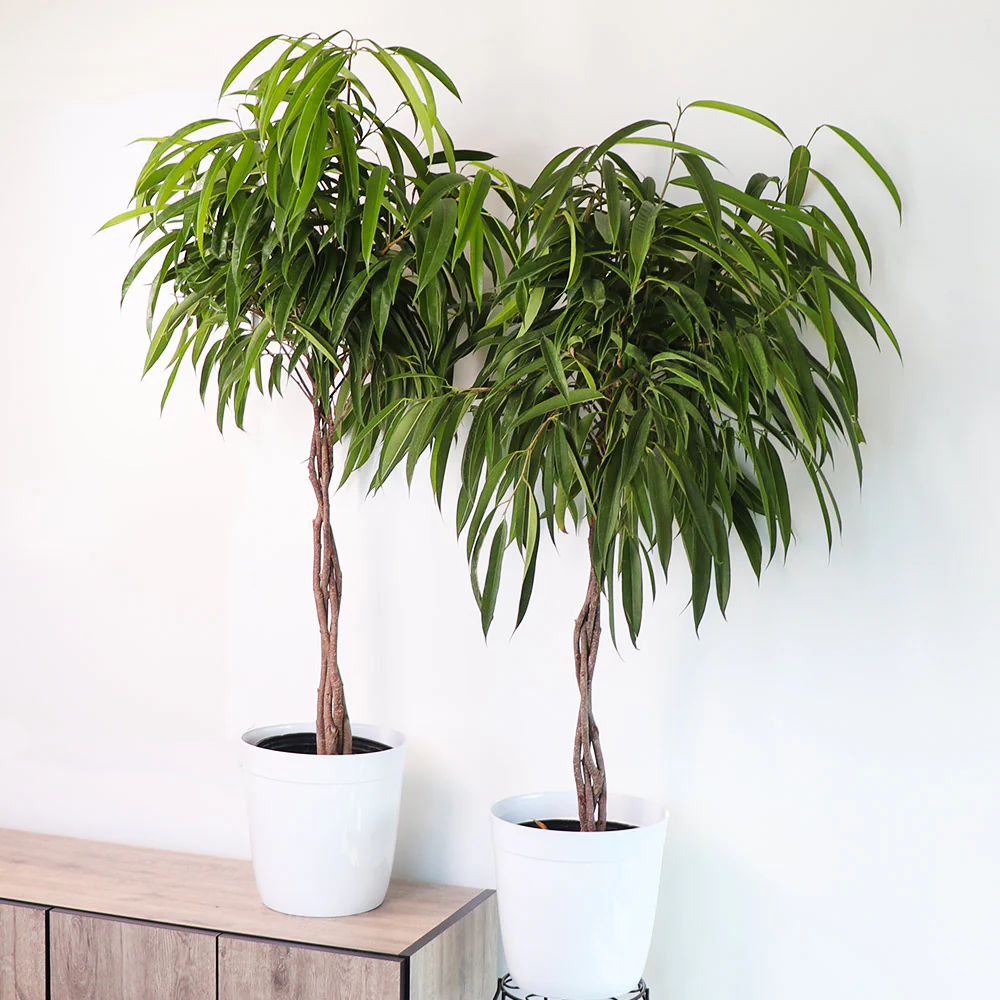 Ficus Alii Braid Plant - Image 3