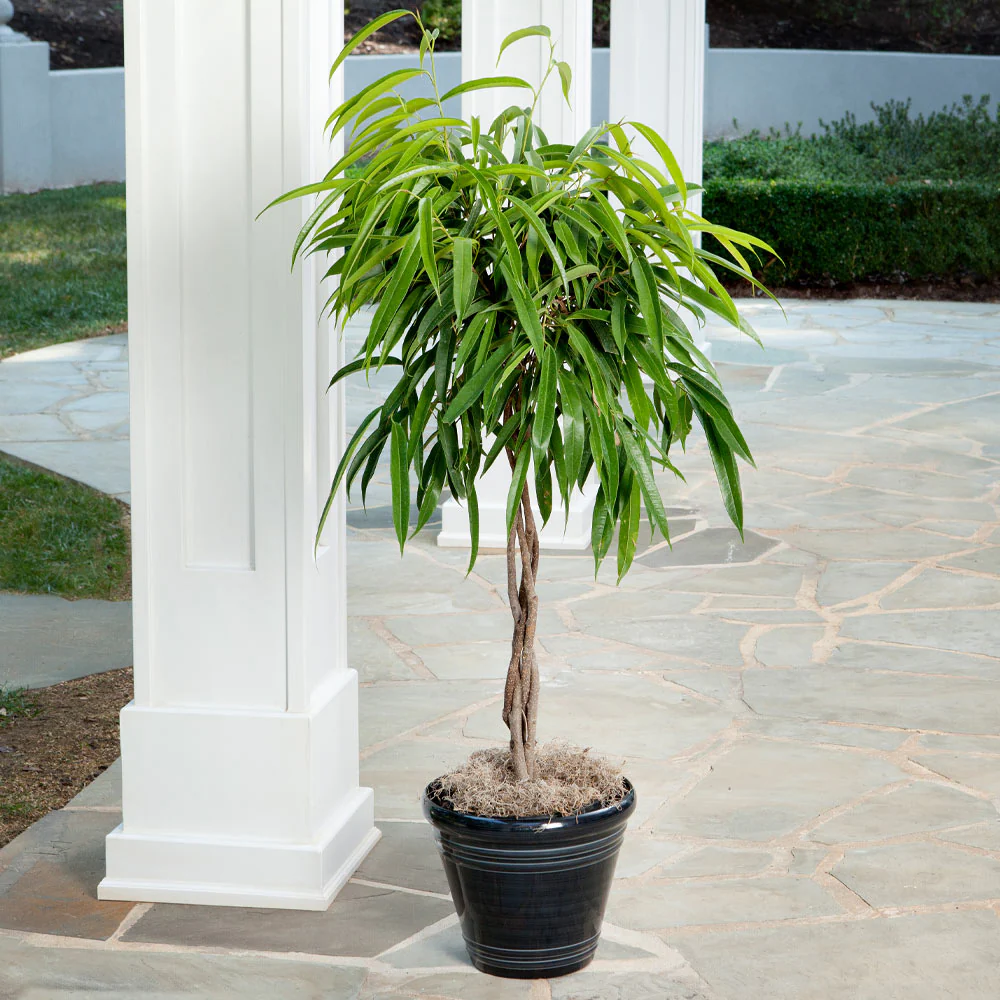 Ficus Alii Braid Plant - Image 4
