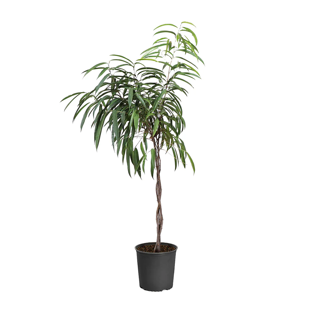 Ficus Alii Braid Plant - Image 5