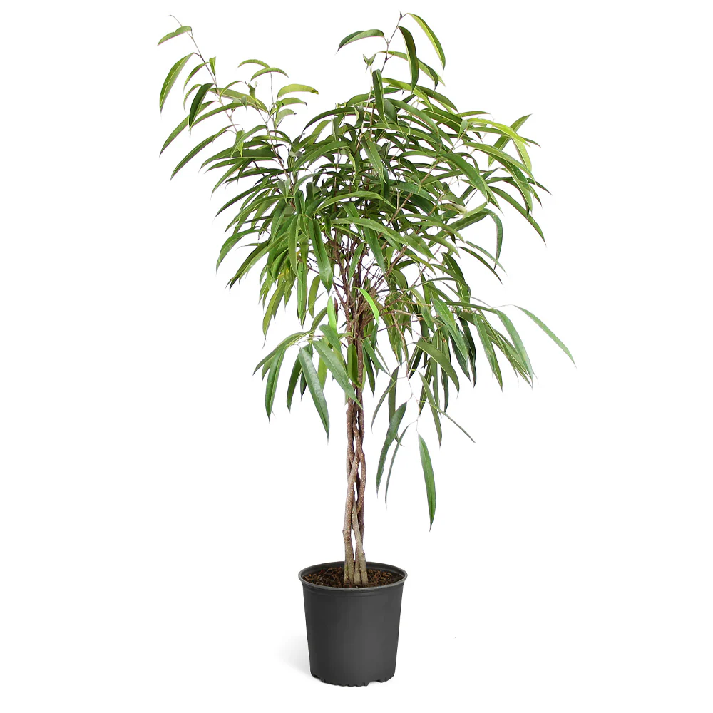 Ficus Alii Braid Plant - Image 6