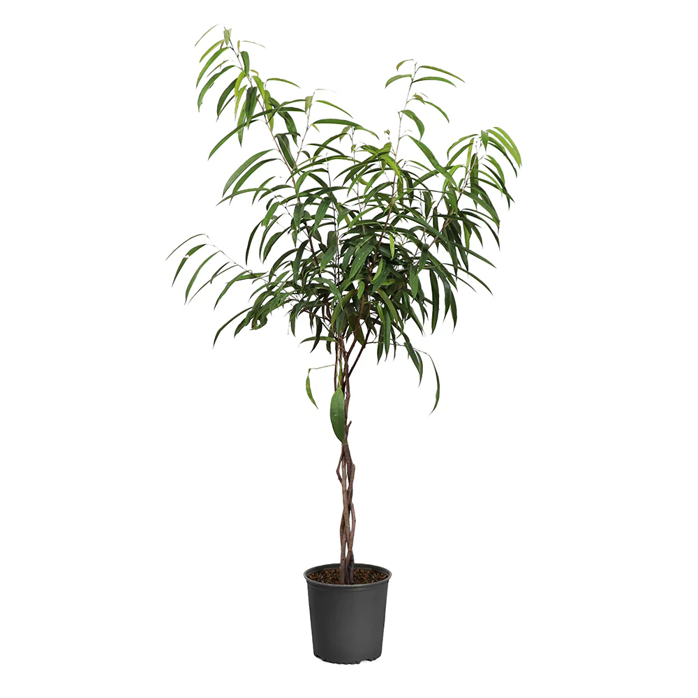 Ficus Alii Braid Plant - Image 7