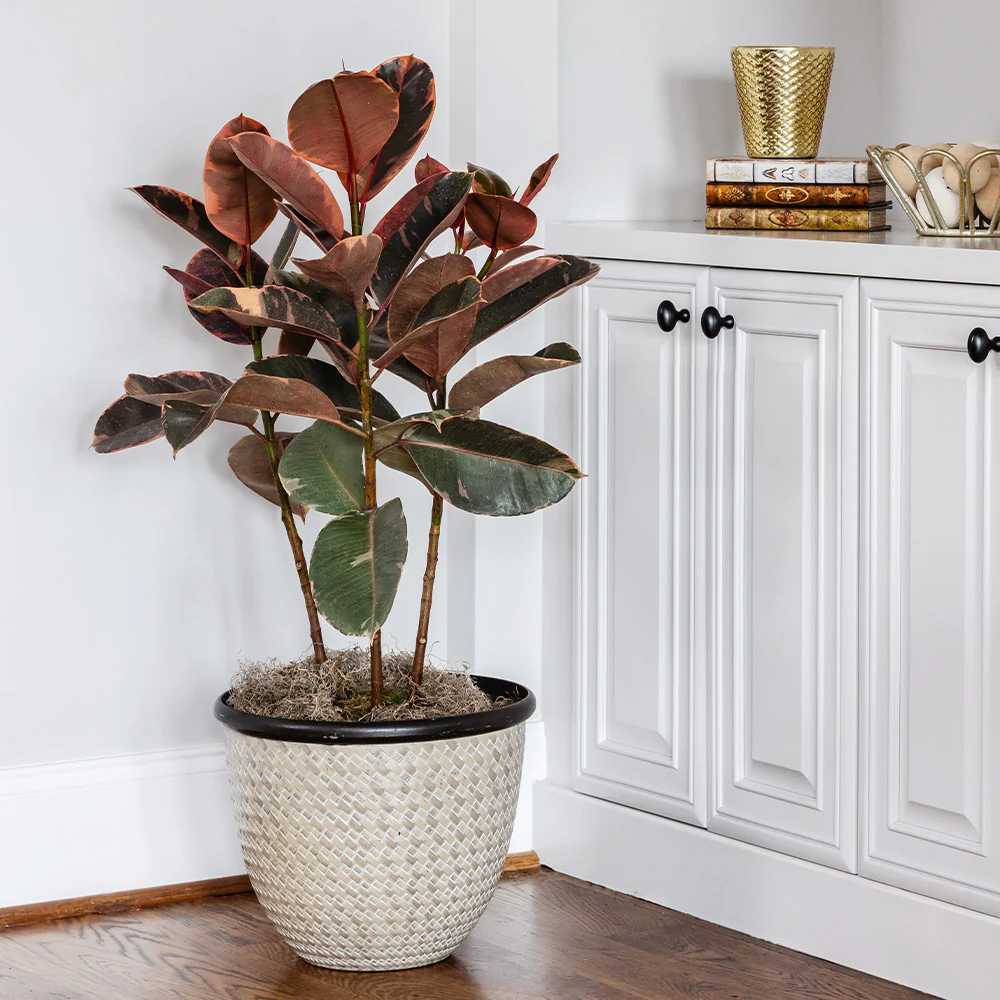 Ficus Ruby (Variegated Rubber Plant) - Image 2
